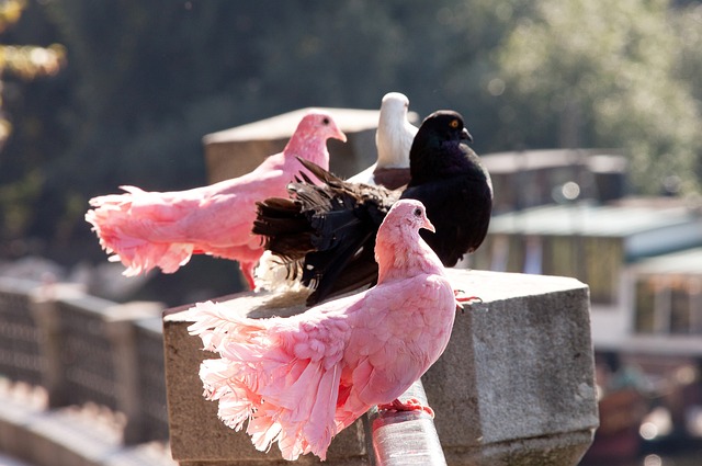 詹姆斯突破MVP榜单，快船连胜12战稳固西部前六，勇士季后赛形势不妙.