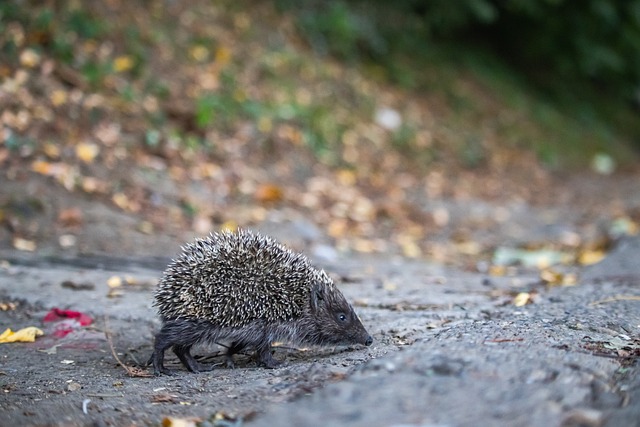 本菲卡VS巴萨：巴萨取胜不难，但可能也就是1-2球的优势了.
