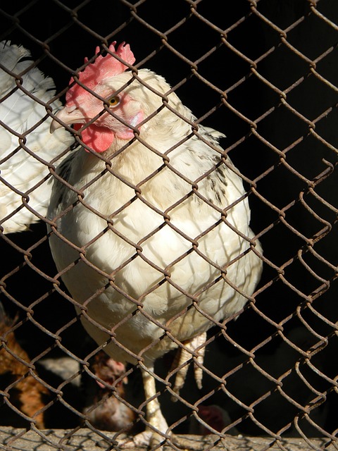 沙特国王杯决赛利雅得胜利将战利雅得新月 C罗能否夺冠首冠.