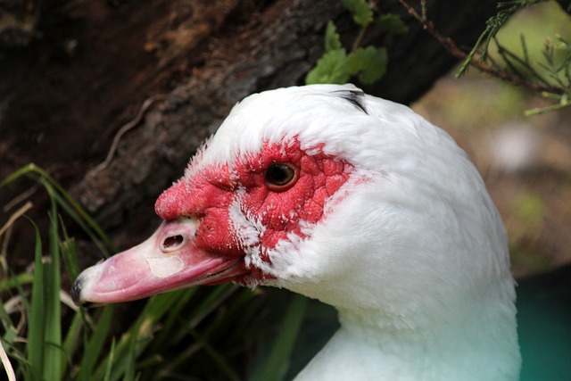 文班談與克林根對位的樂趣與外線進攻的重要性.